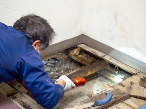 Mold Testing and Removal in Passaic, NJ