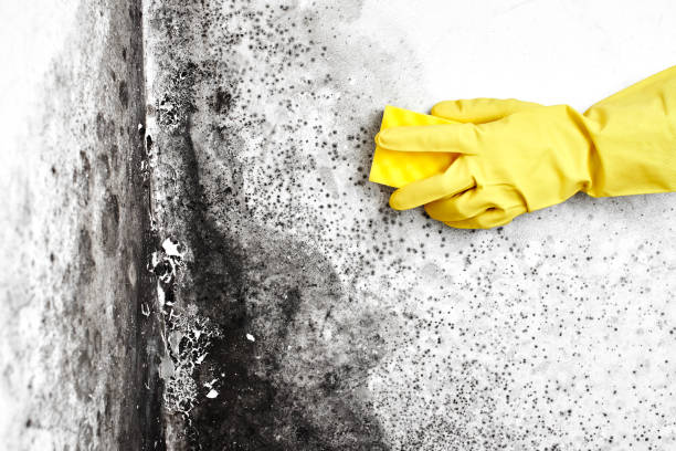 Best Mold Testing and Removal  in Passaic, NJ