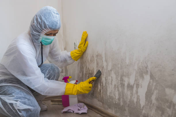 Attic Mold Removal in Passaic, NJ