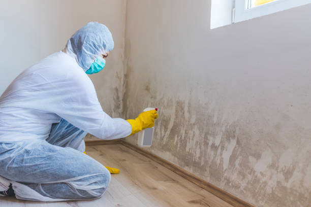 Best Certified Mold Removal  in Passaic, NJ