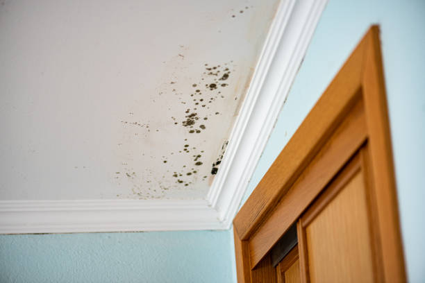 Best Black Mold Removal  in Passaic, NJ