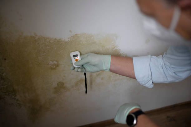 Best Toxic Mold Removal  in Passaic, NJ