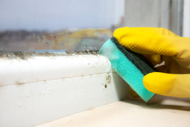 Best Toxic Mold Removal  in Passaic, NJ