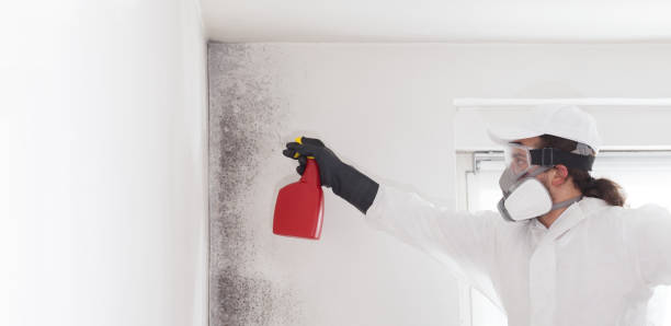 Best Mold Damage Repair  in Passaic, NJ