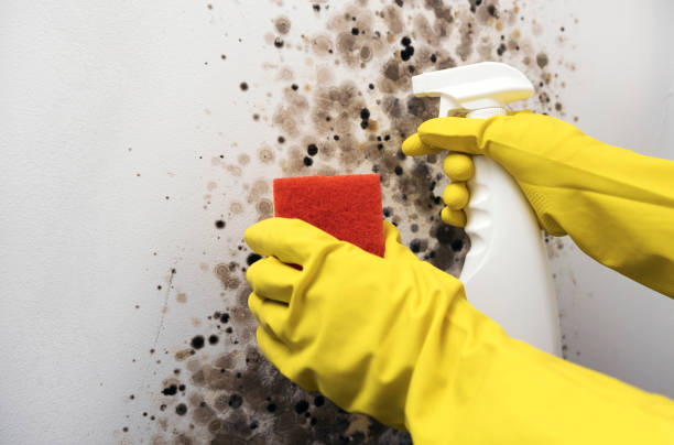 Reliable Passaic, NJ Mold Removal Solutions