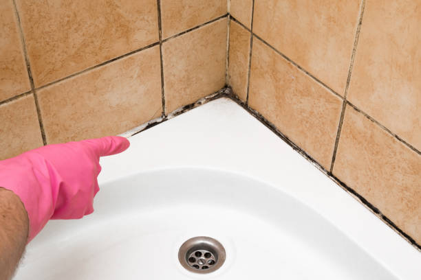Best Home Mold Removal  in Passaic, NJ